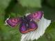 Cuivré de la bistorte (Lycaena helle) [CC by Dufrêne Marc]