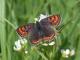 Cuivré de la Bistorte (Lycaena helle) [CC by Dufrêne Marc]