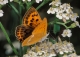 Lycaena_virgaureae_delacre.jpg