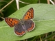 Lycaena_tityrus_imbaud.jpg