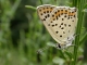 Lycaena_tityrus_m_verso_imbaud.jpg