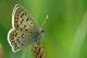 lycaena_tityrus_smits.jpg