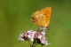 Lycaena_virgaureae_sanmartin.jpg