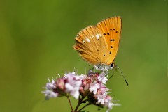 Lycaena_virgaureae_sanmartin.jpg Lycaena_virgaureae_sanmartin.jpg