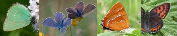 lycaenides.jpg