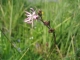 Lychnis flos-cuculi [copyright]