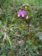 Lychnis viscaria Lychnis viscaria