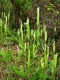 Lycopodium clavatum [copyright]