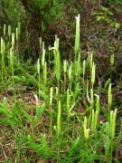Lycopodium clavatum Lycopodium clavatum