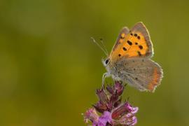 lycphlaeas_yvan_barbier.jpg lycphlaeas_yvan_barbier.jpg