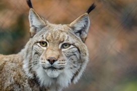 lynx-in-wildlife_CCO lynx-in-wildlife_CCO