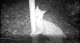lynx_semois