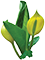 lysichiton-americanus_45x45