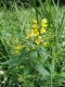 Lysimachia vulgaris [copyright]