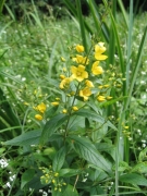 Lysimachia vulgaris Lysimachia vulgaris