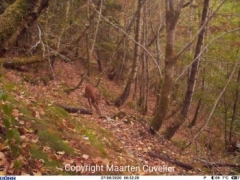 maarten_CCstrict maarten_CCstrict