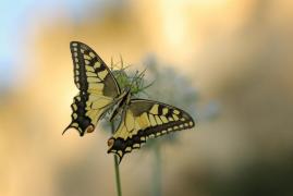 machaon_BYV6344.jpg machaon_BYV6344.jpg