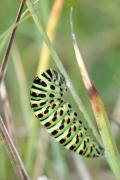 machaon_chenille_sanmartin.jpg machaon_chenille_sanmartin.jpg