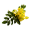 Mahonia_45x45