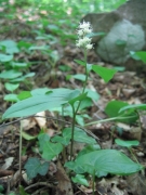 Maianthemum bifolium Maianthemum bifolium