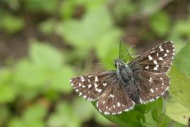 malvae_sevrin.jpg malvae_sevrin.jpg