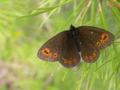 medusa_baugnee.JPG medusa_baugnee.JPG