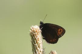 medusa_vio.JPG medusa_vio.JPG