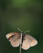 medusa_vio2.JPG medusa_vio2.JPG