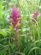 Melampyrum arvense Melampyrum arvense