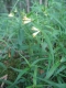 Melampyrum pratense [copyright Wibail Lionel]