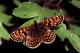 Damier aurélie (Melitaea aurelia) [copyright Goffart Philippe]