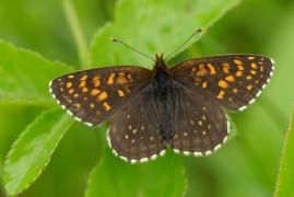 Melitaea diamina