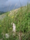 Melica ciliata [copyright Wibail Lionel]