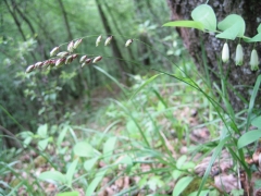 Melica nutans Melica nutans