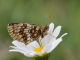 Damier aurélie (Melitaea aurelia) [copyright Vantieghem Pieter]