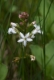 Menyanthes trifoliata [copyright Wibail Lionel]