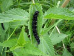 meziere_chenille.JPG meziere_chenille.JPG