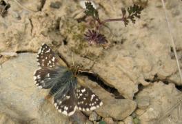 meziere_sertorius2.jpg meziere_sertorius2.jpg