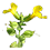 Mimule tacheté_45x45