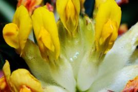 minimus_oeuf_sanmartin2.jpg minimus_oeuf_sanmartin2.jpg