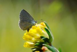 minimus_ponte_sanmartin.jpg minimus_ponte_sanmartin.jpg