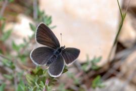 minimus_sanmartin.jpg minimus_sanmartin.jpg