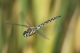 Aeschne mixte (Aeshna mixta) Mâle en vol. [copyright Rouck Jean]