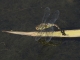 Aeschne mixte (Aeshna mixta) Femelle ponte. [copyright Rouck Jean]