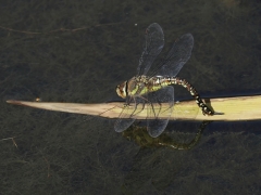 mixta ponte.jpg mixta ponte.jpg