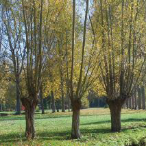 MN01 - Arbre Tetard