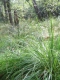 Molinia caerulea [copyright Wibail Lionel]