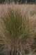 Molinia caerulea [copyright Ghiette Pascal]