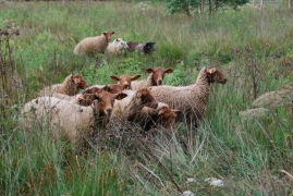 moutons 4 vents.jpg