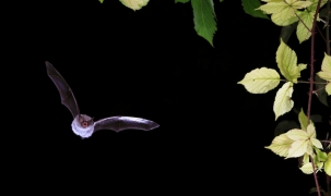 Myotis_alcathoe_Dutilleul_03.JPG Myotis_alcathoe_Dutilleul_03.JPG